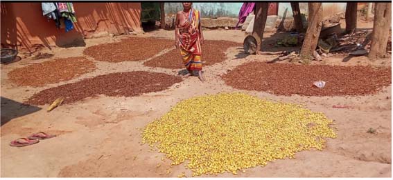 ହୋଲି ପରେ ଆରମ୍ଭ ହୋଇଗଲା ମହୁଲଫୁଲ ସଂଗ୍ରହ, ମହୁଲ ବେଟାଳି ବ୍ୟସ୍ତ